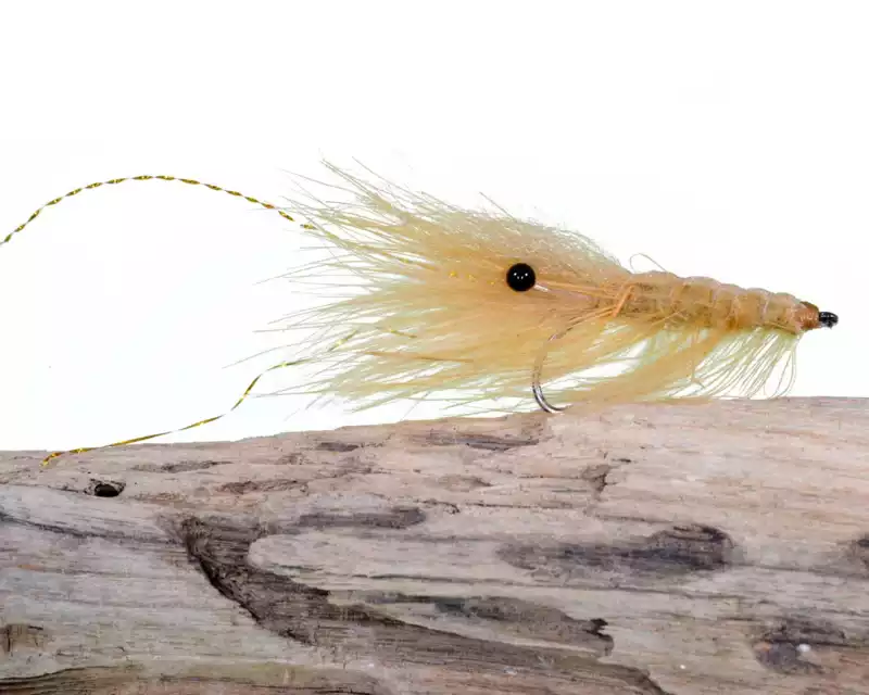 Kustfluga Pattegrisen